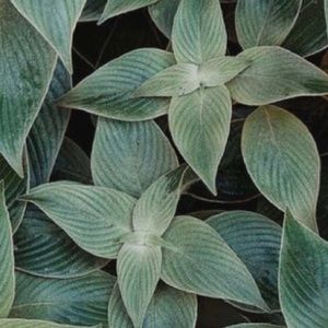 Meet your Posher, Maggie